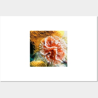 Red and White Feather Duster Coral Worm Posters and Art